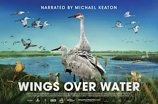 Wings Over Water at The Capa Space