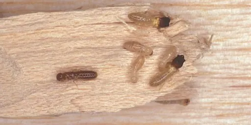 PMU Termite Foundations: Feb 17-19, 2027 IN-PERSON