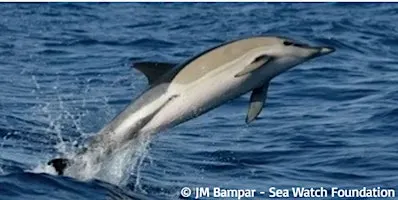 How Do We Monitor Mammals We Rarely See?