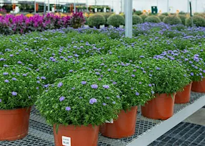 Autumn Inspirations – Perennial Talks with Jenny