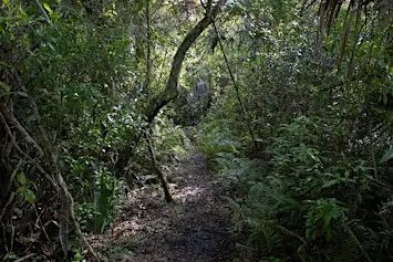 Guided Walk: CREW Cypress Dome Trails (White Trail)
