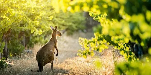 World of Wine: Explore Australia and New Zealand!