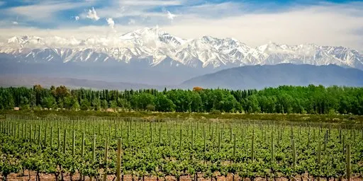 World of Wine: Discover South America!
