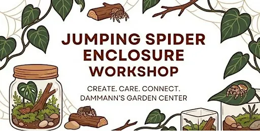 Jumping Spider Enclosure Workshop