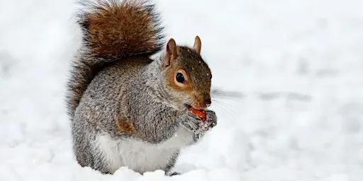 Winter Mammal Stroll at the Falls