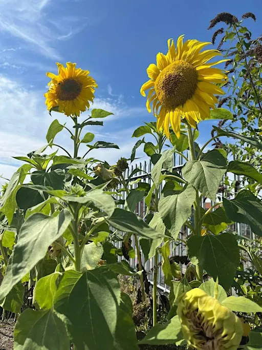 Seed Saving Workshop