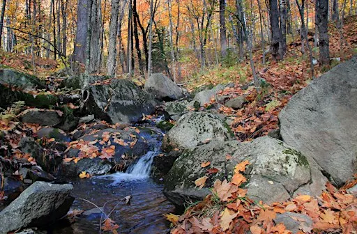Celebration of Magney-Snively Natural Area- St. Louis County, MN
