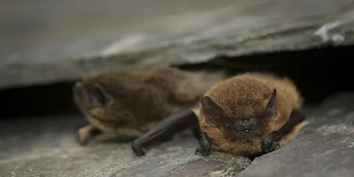 Brockholes Adults Only Bat Walk - Thursday 17th September