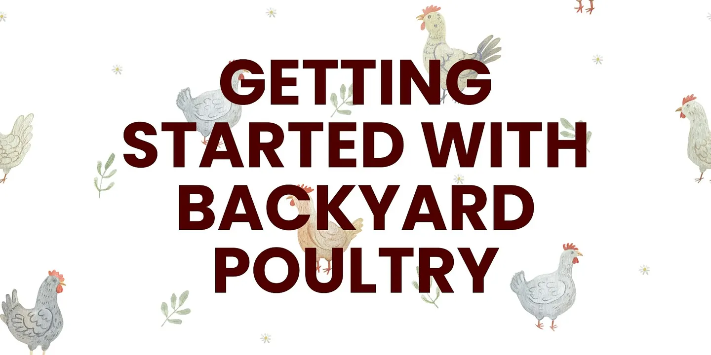 Getting Started with Backyard Poultry