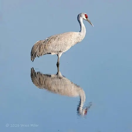 Celebrate World Migratory Bird Day on a Guided Sandhill Crane Guided Tour
