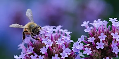 Macro Photography Workshop