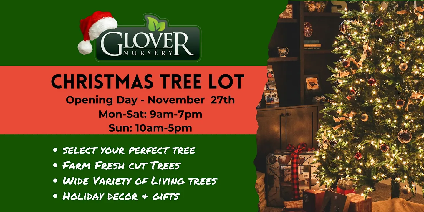 Christmas Tree Lot