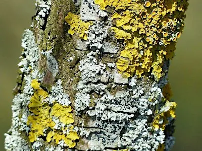 Lichens and Mosses