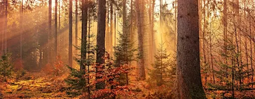 Autumn Sanctuary: Nature Wellbeing Retreat