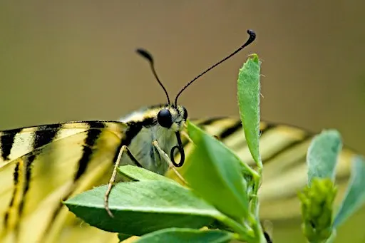 Ieri, oggi, domani. Sei parchi per la biodiversità