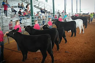 Farm City Week Beef Workshop and Prospect Show