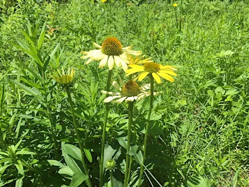 How Plants Respond to Their Environment