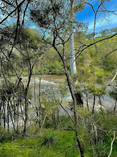 Saturday Nature Meditation Walk: Jumping Creek to Black Flat, Warrandyte VIC