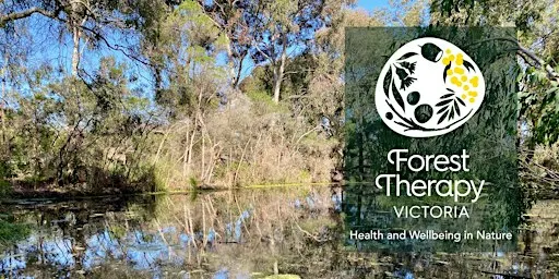 Forest Therapy Experience: Urban Forest Reserve, Malvern East (MG)
