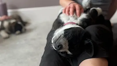 Puppy Yoga