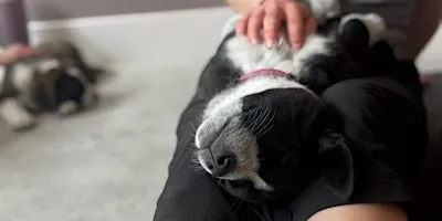 Puppies & Pilates