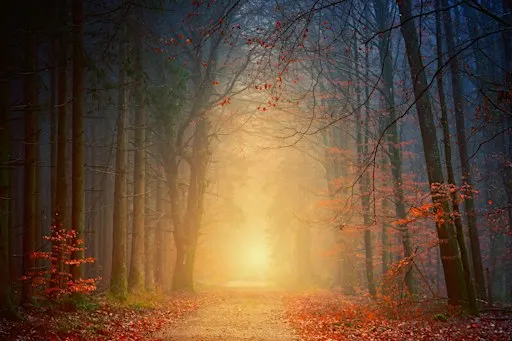 Autumn colours part 2: The Famous Chess Valley trail.