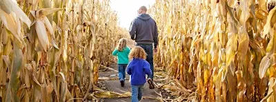 Brookford Farm Corn Maze