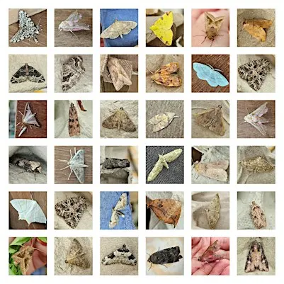 Moth Trapping & Surveying