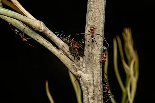 MAGNT After Dark | Insect Investigations