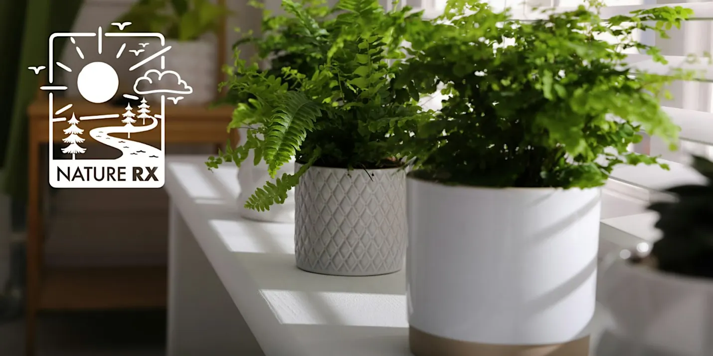 Nature Rx | Bringing Nature Indoors