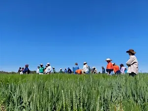 Winter Crop Field Walk: Diseases, Weeds & Beneficials