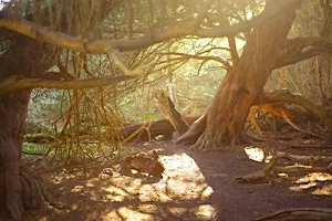 Chichester Networking in Nature- netwalking at Kingly Vale