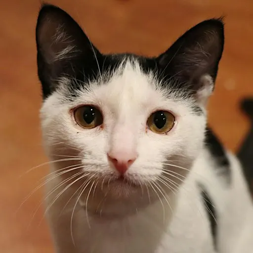 Feline Foodies: Jason's Deli