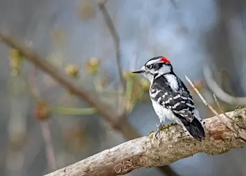 Southern Appalachian Birds through the Seasons