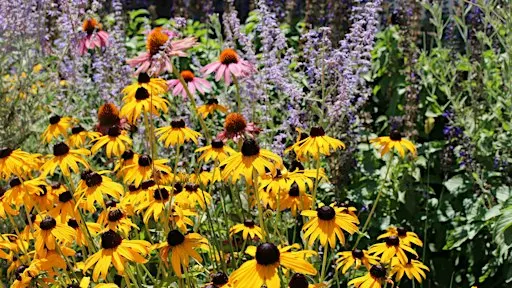 Fall Wildflowers of the NC Arboretum