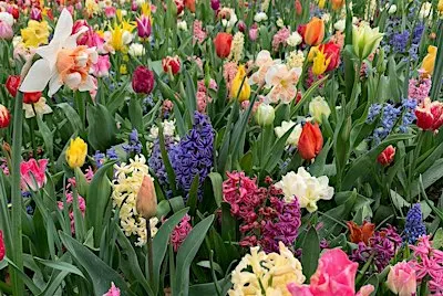 Bulbs & Winter/Spring Containers – Gardening Workshop (Premium)