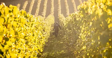 Les vendanges au Vignoble du Château de Bousval