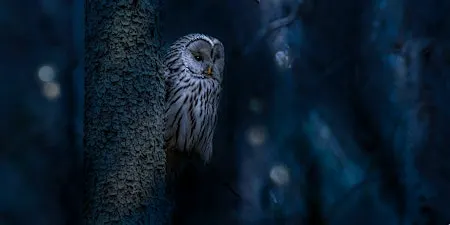 Silent Hunters Guided Owl Hike