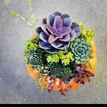 Succulent Pumpkins At The Farm