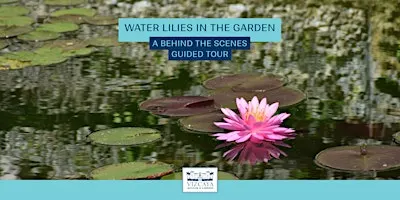 Water Lilies in the Garden: A Behind the Scenes Guided Tour