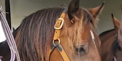Autumn Evening Equine Behaviour Series 2: Loading
