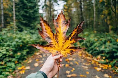 Fall Skills of a Naturalist: Autumn in the PNW