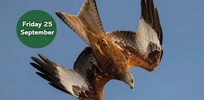 Autumn Bird Walk: Thornley Woods