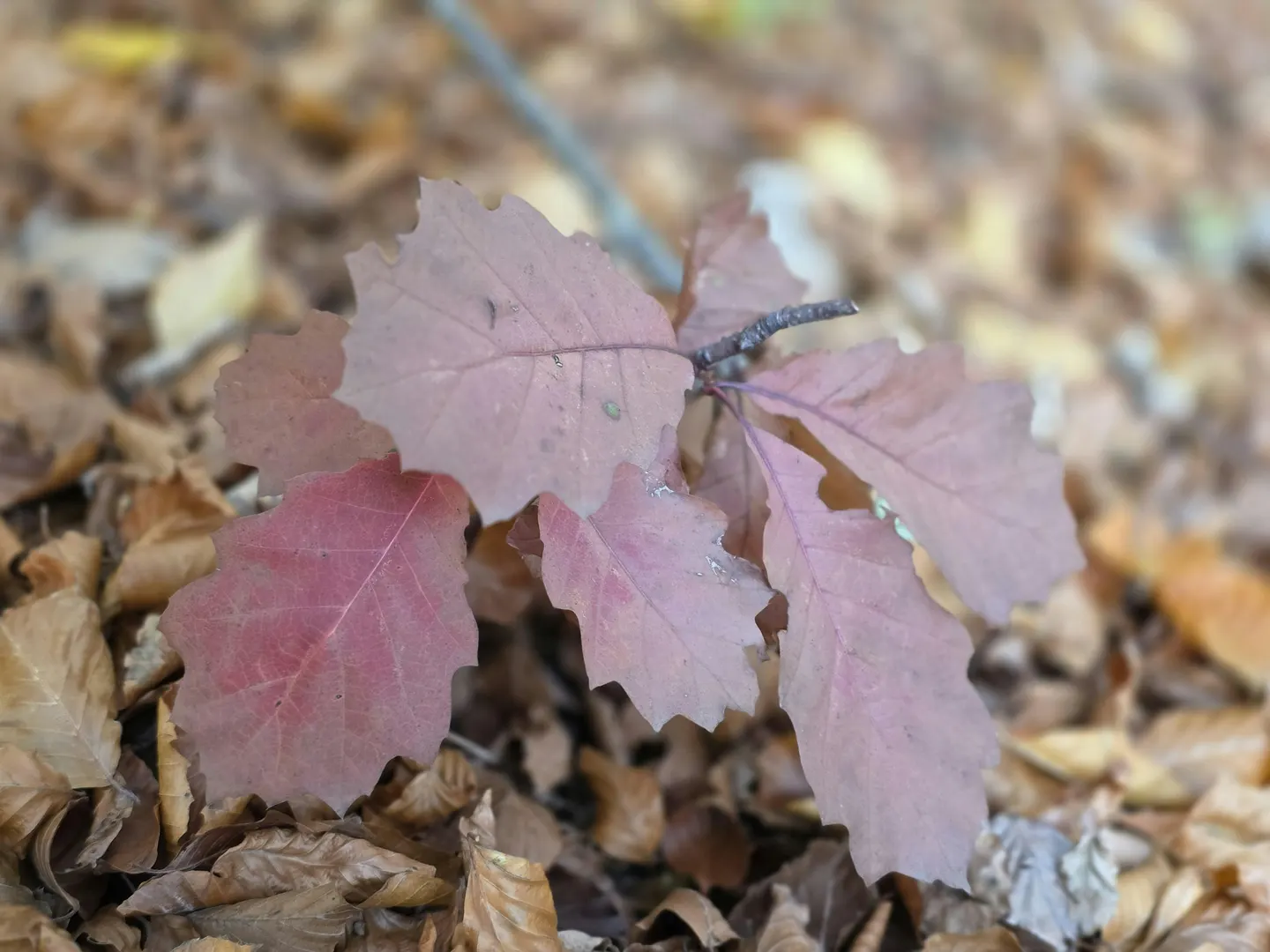 Wildkräuterwanderung im Deister - Staunen mit Bodenhaftung