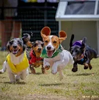 Wiener Dog Derby at Avalon Park Oktoberfest Orlando