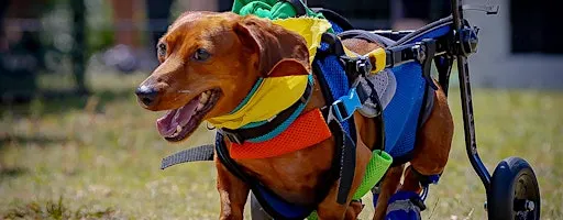 Wiener Dog Derby at Howl-N-Growl Tampa