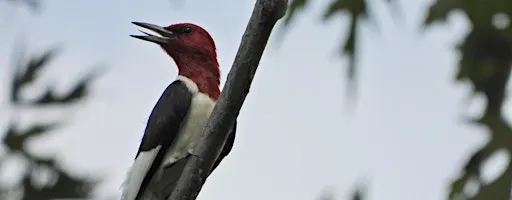 Riverfront-Lakewood East Park Birding