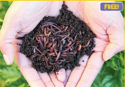 Kids Worm Farm