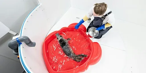 Ready! Rescue, Rehabilitate & Release! Girl Scouts of the Nation’s Capital