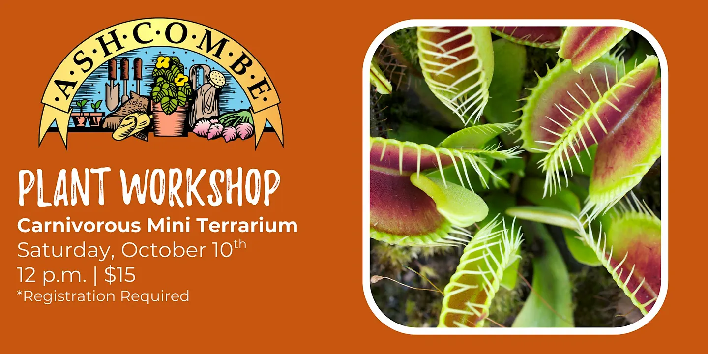 Carnivorous Mini Terrarium